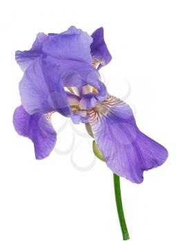  Blue iris