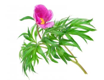 Medicinal plant: Paeonia anomala