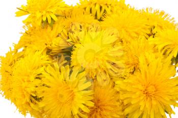 Bouquet of yellow dandelions