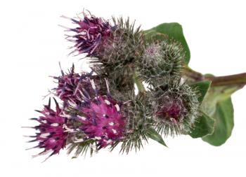 Medicinal plant: Burdock (Arctium lappa )
