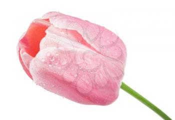 Pink tulip on white background