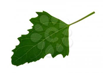Green leaf of Twoscale saltbush (Atriplex micrantha)
