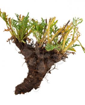 Medicinal plant: Patrinia intermedia