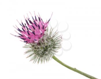 Burdock flower