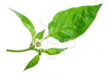 young branch of pepper with green leaf