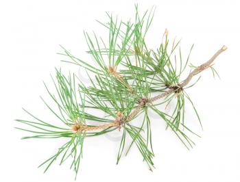 Pine branch