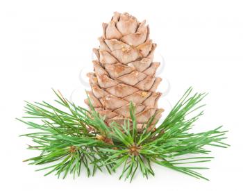 Cedar cone with branch