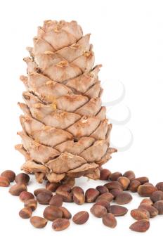 Cedar cone