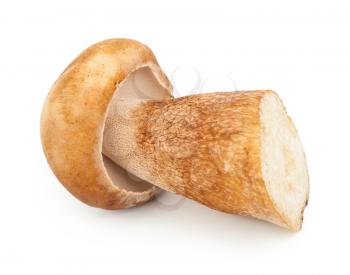 Boletus edulis on white background