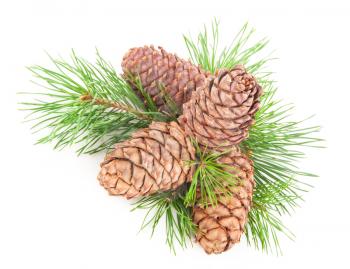 Cedar cones with branch