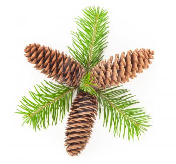 Fir tree branch and cone