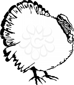 Royalty Free Clipart Image of a Turkey