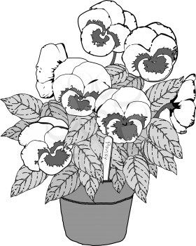 Pansies Clipart