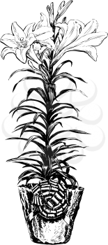 Lily-of-the-valley Clipart