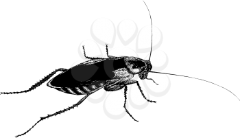 Cockroach Clipart