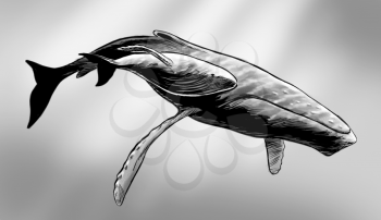 Whales Clipart