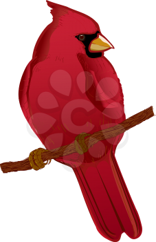 Cardinal Clipart