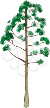 Treelongleafpinecolor Clipart
