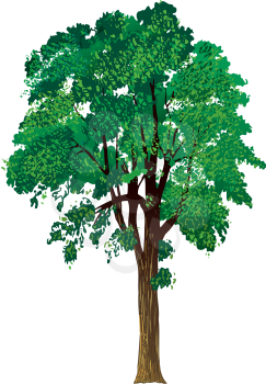 Treeamericanelmcolor Clipart