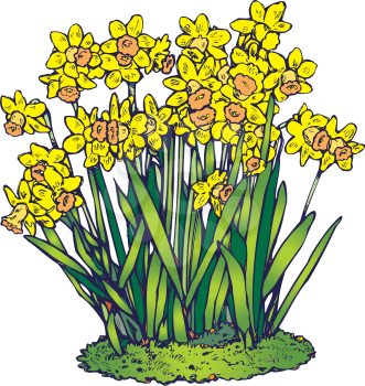 Daffodilscolor Clipart