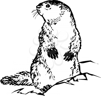 Groundhog's Clipart