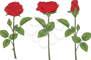 Royalty Free Clipart Image of Three Red Roses