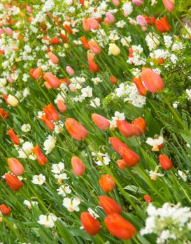 Angle shot of flowerbed in Keukenhof park in Holland