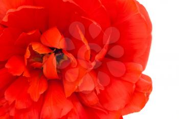 Close-up of red tulip isolated on white