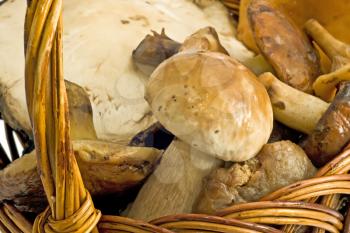Closeup of beautiful mushrooms in the wicker woven basket