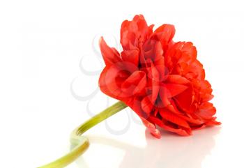 Flower. Red tulip bud isolated on white background