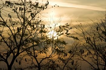 Sunset through Tree silhouettes in autumn useful as nature background