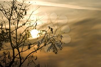 Sunset through Tree silhouettes in autumn useful as nature background