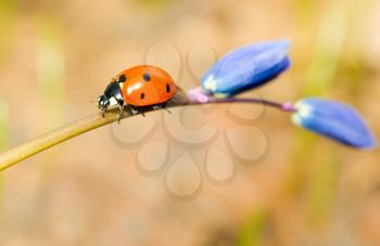 Walking by. Closeup of ladybird on snowdrop in spring