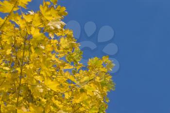 Colorful autumn - yellow leaves of maple tree and blue sky