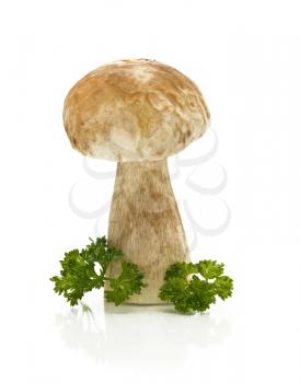 Single cep (squirrel's bread) with parsley over white
