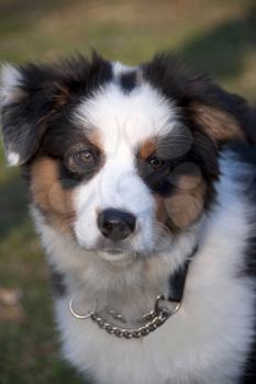 Royalty Free Photo of an Australian Shepherd