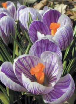 Royalty Free Photo of Crocuses