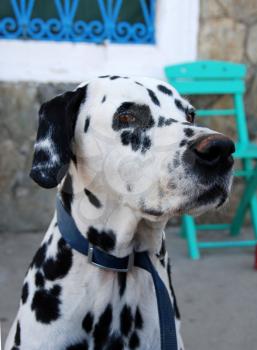 Royalty Free Photo of a Dalmation