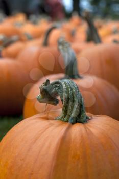 Royalty Free Photo of Pumpkins