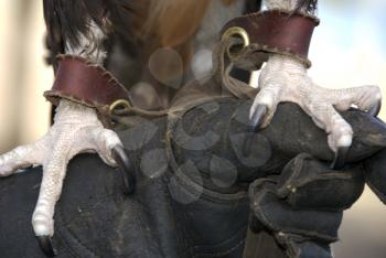 Royalty Free Photo of a Falcon's Talons