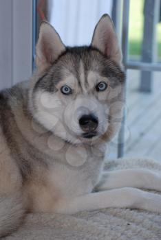 Royalty Free Photo of a Siberian Husky