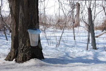 Royalty Free Photo of a Tapped Tree