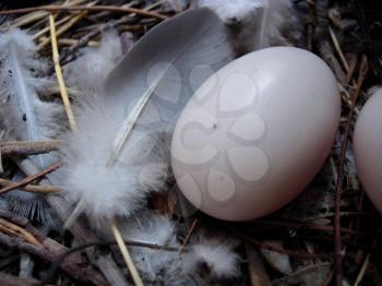 Royalty Free Photo of Pigeon Eggs