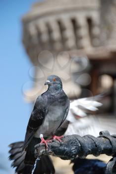 Royalty Free Photo of a Pigeon