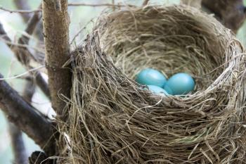 Royalty Free Photo of a Robin's Nest