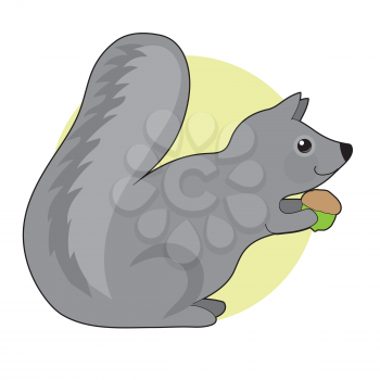 A little grey squirrel with a big fluffy tail is eating an acorn