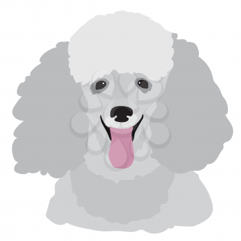 A stylized portrait of a grey toy poodle