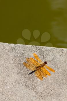 Royalty Free Photo of a Dragonfly