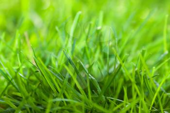 Royalty Free Photo of Grass