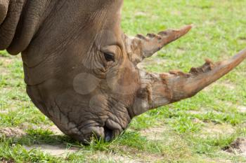 Royalty Free Photo of a Rhino